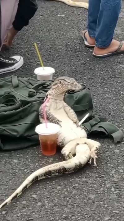 Lagarto y Peruano adem&aacute;s