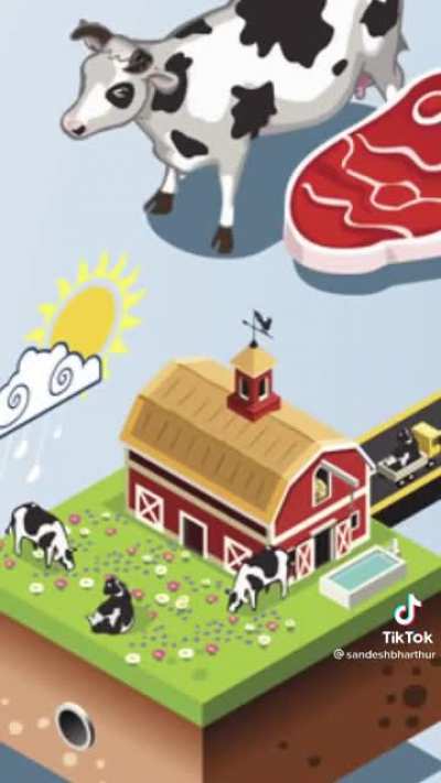 Why going vegan actually kills more animals