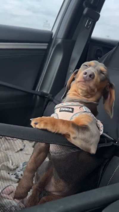 Sleepy doggo