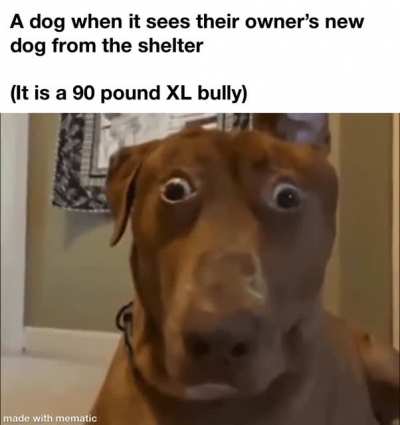 shelter dogs in a nutshell