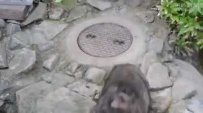 "Rescuing" a raccoon.