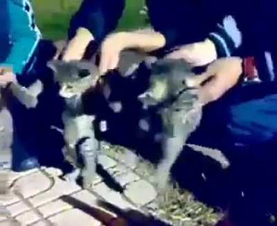 suriyeli haberleri, siyaset haberleri biktim artik. telefonumda olan bu videoyu sizinle paylaşmak istedim :)