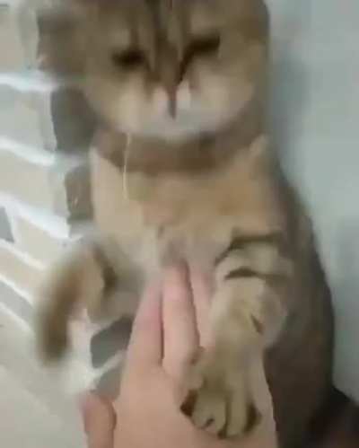 Kungfu Cat . Source - pinterest