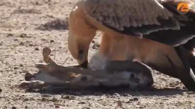 A tawny eagle eating a baby Thomson&rsquo;s gazelle alive