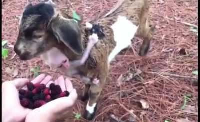 Bayou goat, baby goat&hellip; munching on some berries baby - wait what&rsquo;s that