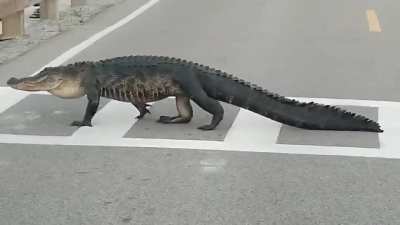 Alligators move on land using two different modes of locomotion, the "sprawl" and the "high walk." The sprawl involves moving forward with its belly rubbing the ground, however, the high walk is an "up on all four limbs" motion with its belly well above t