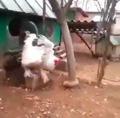 Moldy cock