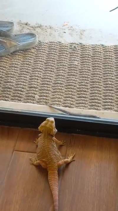 Guard dragon on patrol... evidently