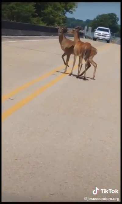 Deer