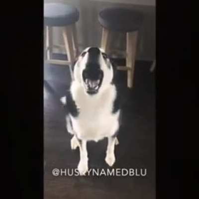 &ldquo;If I am louder than hooman, I will win.&rdquo;