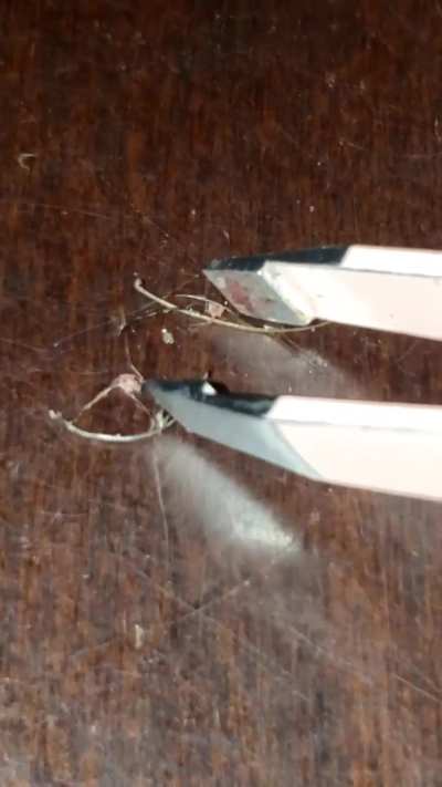 WEIRD FIBERS