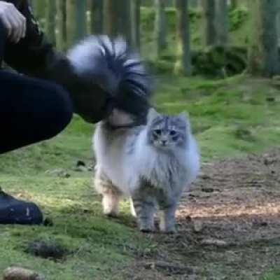 Meow_irl