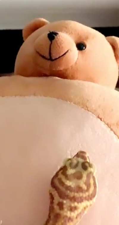 Sunkist vs. Teddy Bear