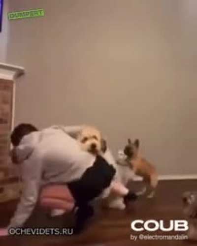 Even the dogs?