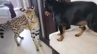 Serval using body language to calm and trying to make friends.