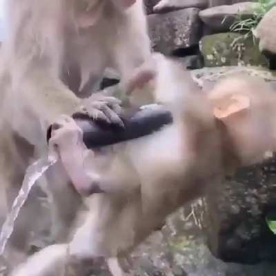 🔥 Monkey 🔥