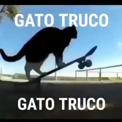 gato truco
