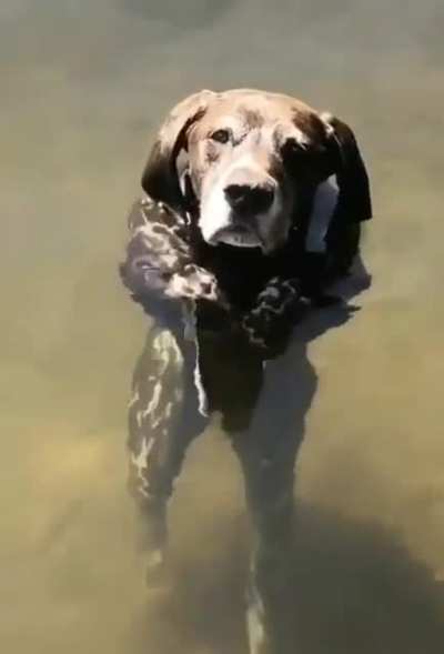 Just a dog standing to keep head above water.