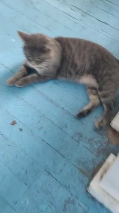 Petting a random cat