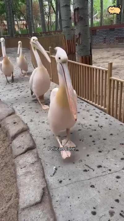 Nom Nom