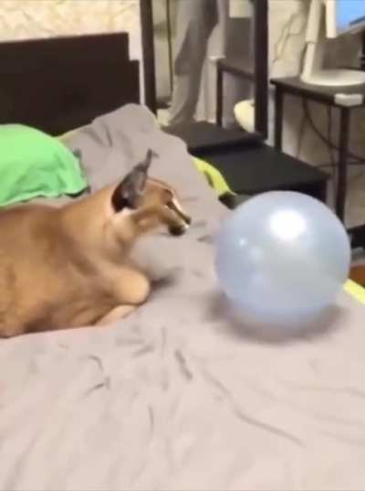 *pop*