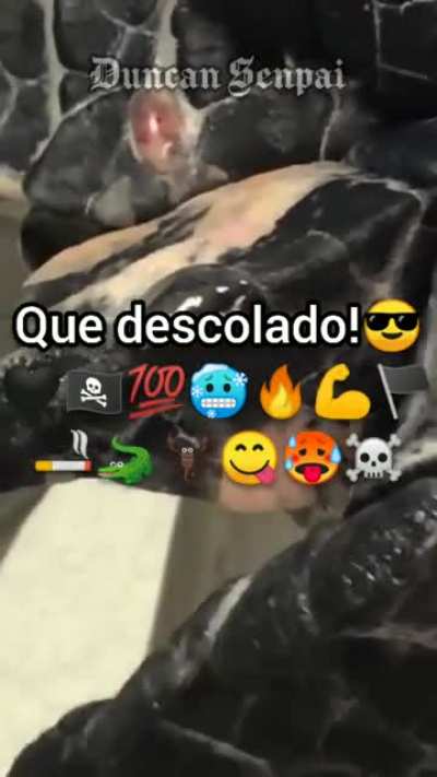 Cingarro e seus benef&iacute;cios