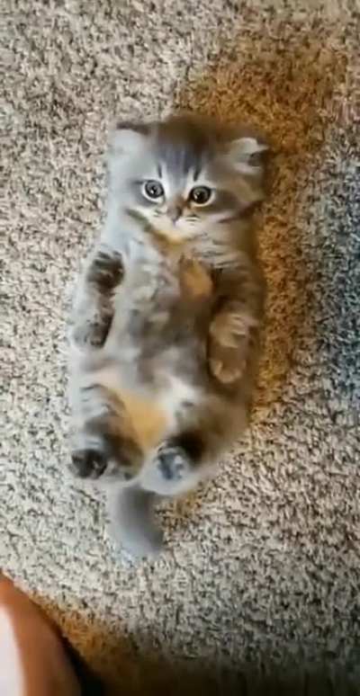 Potato requires belly scratches