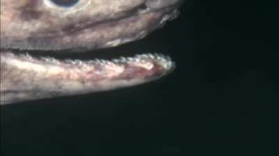 🔥 Bizarre frilled shark has 300 teeth spread over 25 rows