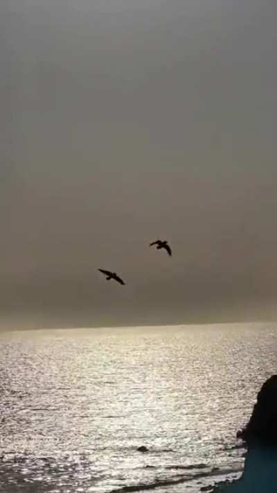 Person filming kept these birds perfectly framed as they flew in unison