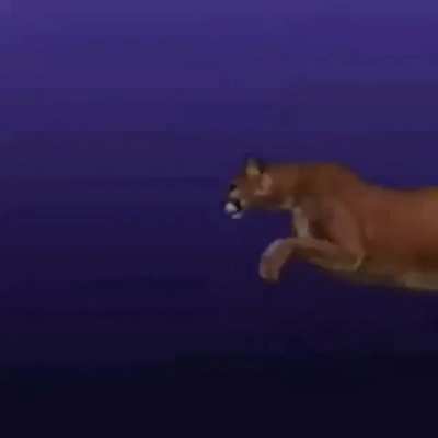 xd