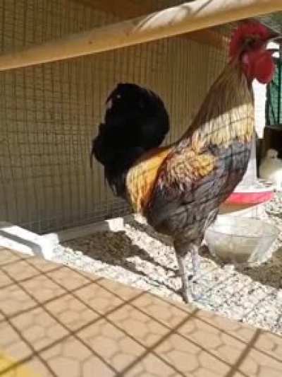 Cock went limp