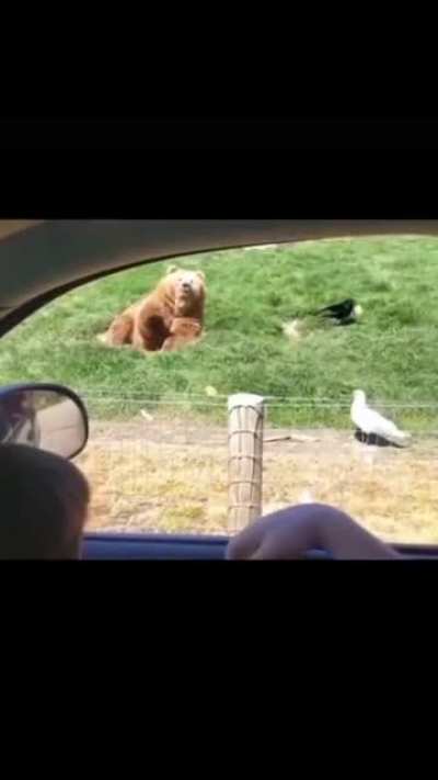 Perfect bear in one shot