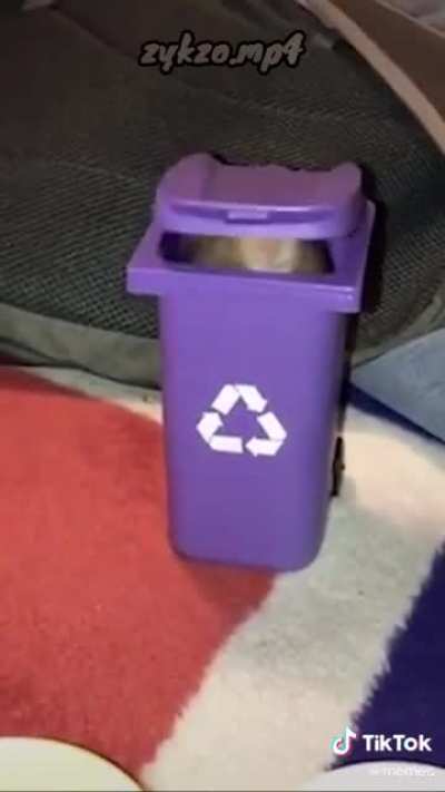 La muerte del chat de Illojuan