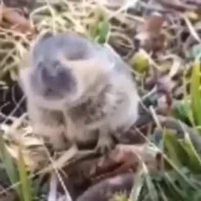Awww