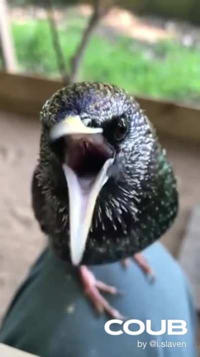 Скворец
