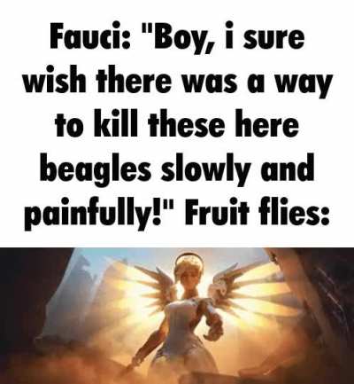Maggots