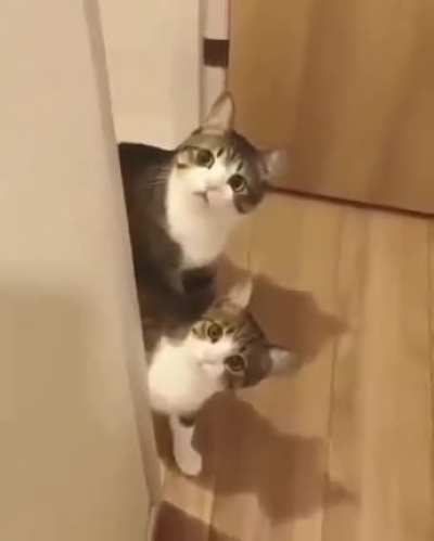 Did you see that?