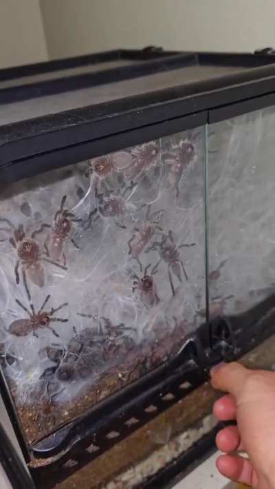 Добро пожаловать! Добро пожаловать в Рекабу. Сами вы его выбрали, или его выбрали за вас — это лучшее сообщество из оставшихся.