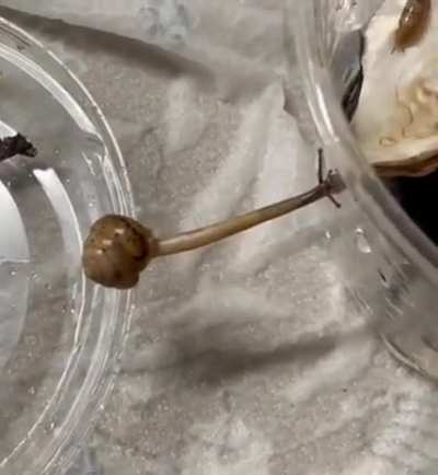 The Way This Snail Bridges The Gap