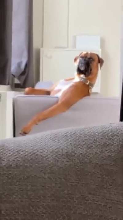 This dog was watching tv then this happened&hellip;