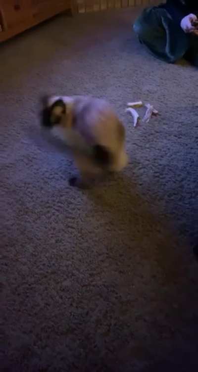 My mom&rsquo;s cat getting dizzy after chasing tape on her tail