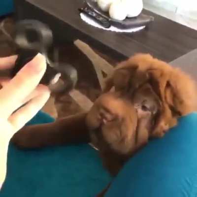 So cute doggo