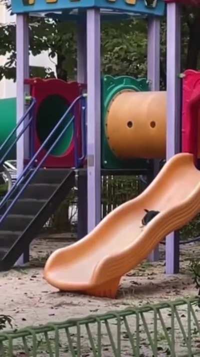 Kitty Gets Some Time To Play On The Slide