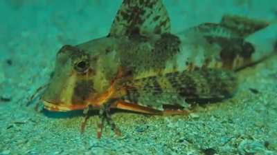 Fish with legs