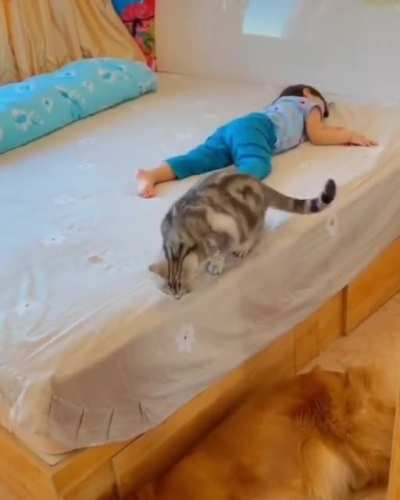 Protective kitty knows where to block the kid from danger.