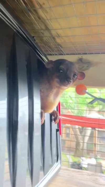 Kinkajous are nicknamed &ldquo;honey bears&rdquo; because of their natural sweet tooth. At Kinkatopia Sanctuary in Florida, these cuties are served one &ldquo;sweet&rdquo; a day