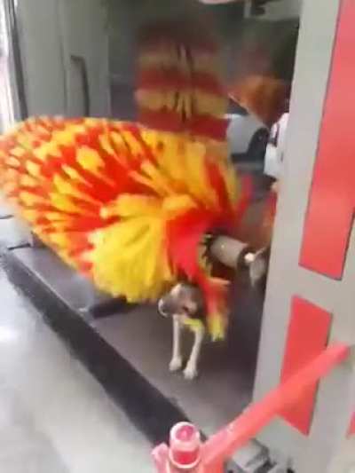 Promo&ccedil;&atilde;o: Lave o ve&iacute;culo e ganhe um banho para seu pet.
