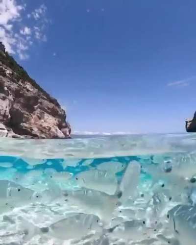 Море кишит рыбой