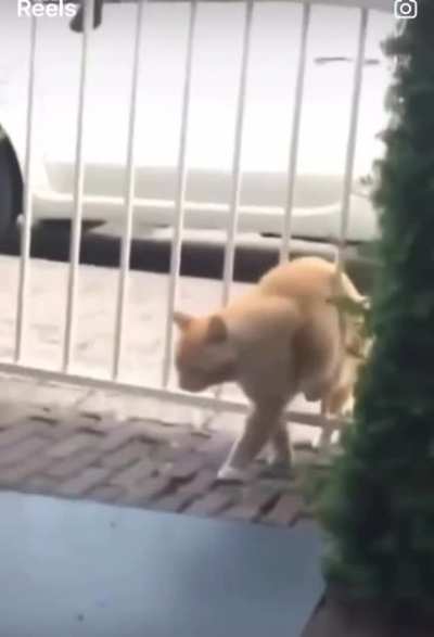 A cat fighting a gate