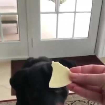 Rottie isn&rsquo;t a fan of vegetables
